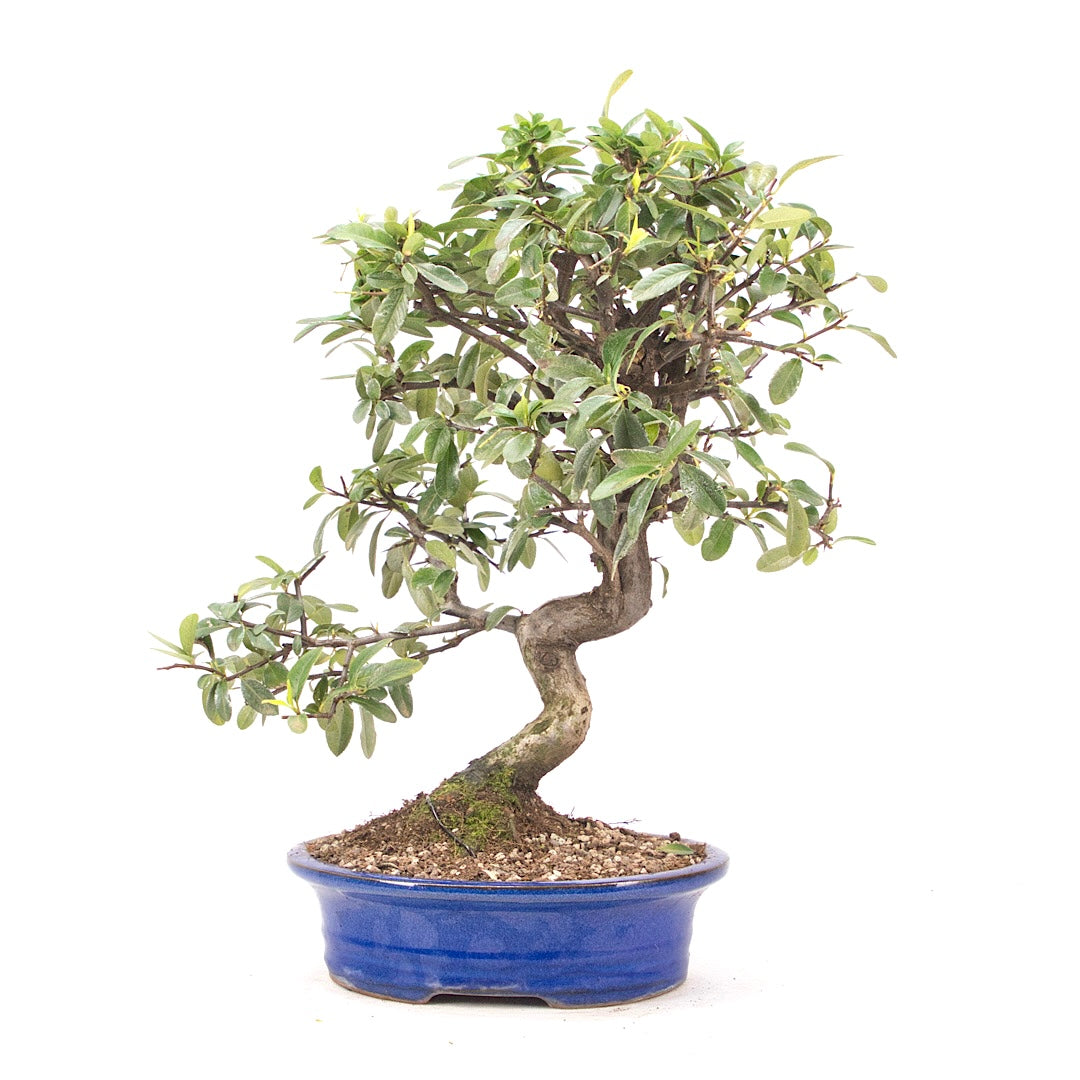 Feuerdorn 'Pyracantha coccinea'